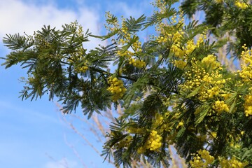 branches of a blooming mimosa tree against the sky