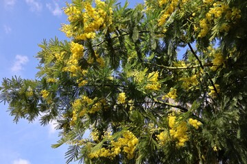Blooming mimosa tree in spring