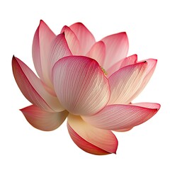 Fototapeta premium Beautiful Pink Lotus Flower with Delicate Petals and Green Center