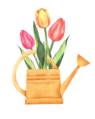 Tulips in a yellow watering can. Watercolor illustration, postcard.
