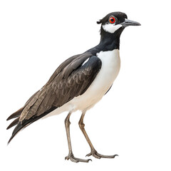 Fototapeta premium Lapwing isolated on transparent background, PNG