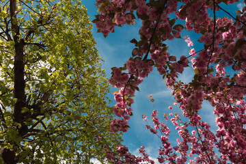 Spring in Paris. Blossom and architecture. High resolution photo.
