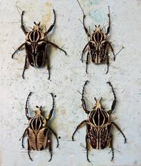 Macro display of 4 Goliatus Beetles 3-4