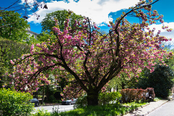 Spring in Paris. Blossom and architecture. High resolution photo. © ILLyas IDOL