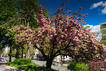 Spring in Paris. Blossom and architecture. High resolution photo.