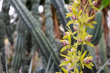 Bright and colorful orchid flower with a natural background