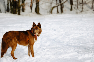 A red hasky that looks like a fox. The dog stands in the snow in a snowy clearing in the forest. A hasky with blue eyes.