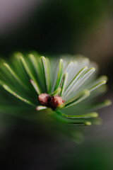 Close-up of a Christmas tree branch with young buds. Soft bokeh from holiday lights in the background creates a warm, magical atmosphere.