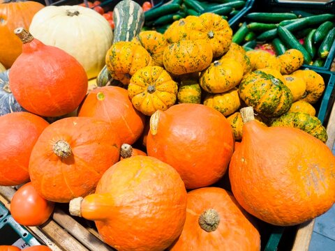 Different types and varieties of pumpkins. harvest different types of pumpkins