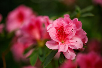 Close-up of Flowering azalea in the botanical garden, spring red azalea, colorful garden, red flowering shrub
