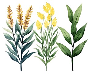 Fototapeta premium Watercolor floral elements isolated on white, illustration for decorative design, wedding invitations