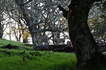 Obraz premium tree in the park