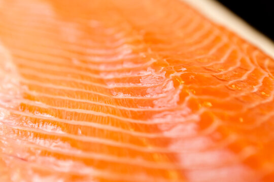 fresh salmon fillet