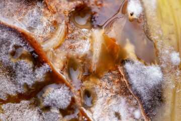 Larvae of Small Fruit Flies (Drosophila sp.) on a Rotten tomato