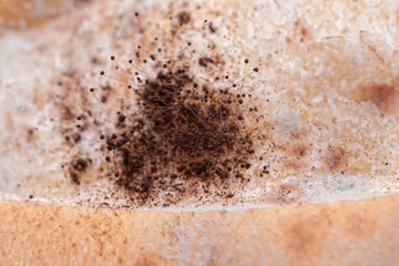 Black bread mold on bread