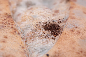 Black bread mold on bread