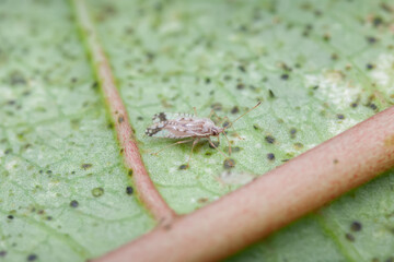 Basswood Lace Bug (Gargaphia lunulata) infesting Passiflora leaf