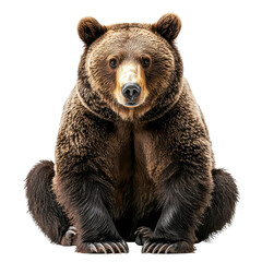 A Bear isolated on transparent background, PNG