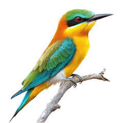 Fototapeta premium A Bee-eater isolated on transparent background, PNG