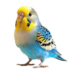 Obraz premium Budgerigar isolated on transparent background, PNG