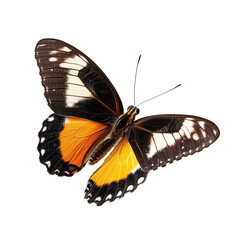 Butterfly isolated on transparent background, PNG