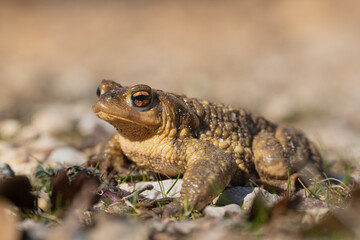 Sapo común, bufo bufo