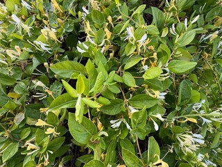 Yellow flowers and green leaves of flowering honeysuckle Lonicera periclymenum ivy. Lonicera periclymenum, common names honeysuckle, European honeysuckle or forest honeysuckle. Close-up.
