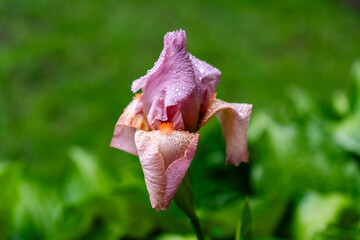 pink iris with orange stamens on a green spring background