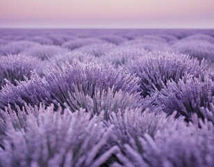 Obraz premium Vast lavender fields in soft purple hues under a serene sunset sky.