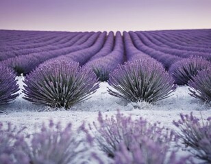 Obraz premium Icy lavender fields at dawn, showcasing the beauty of nature's hues in winter.
