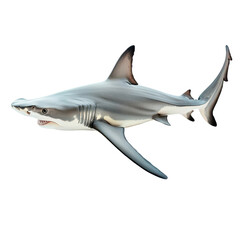 Hammerhead Shark isolated on transparent background, PNG