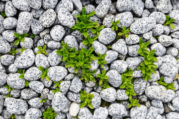 High-resolution close-up of a natural pebble stone surface with scattered small green plants emerging from the gaps.
