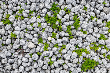 High-resolution close-up of a natural pebble stone surface with scattered small green plants emerging from the gaps.