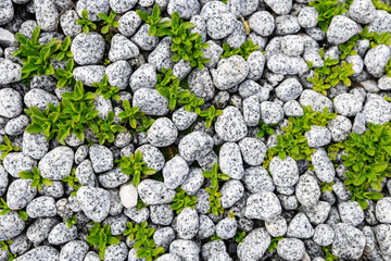 High-resolution close-up of a natural pebble stone surface with scattered small green plants emerging from the gaps.
