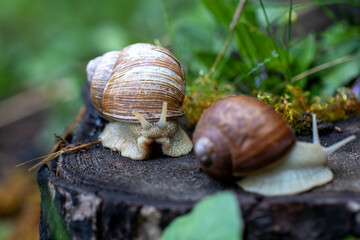 Snails crawling on tree stump in nature reserve malo polje, han pijesak. Malo polje, han pjesak