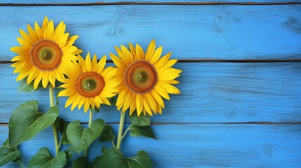 Obraz premium Stunning Bright Yellow Sunflowers Against Rustic Blue Wooden Wall: A Minimalist Photography Backdrop for Creative Projects with Ample Copy Space and Natural Lighting