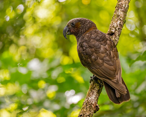 Kaka-Papagei krallt sich an einem schrägen Ast auf der Insel Kapiti