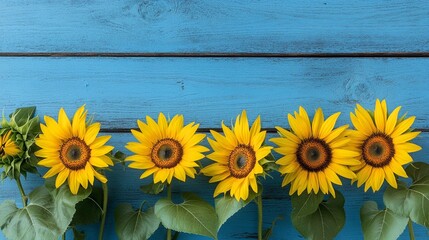 Obraz premium Beautiful Sunflowers on Rustic Blue Wooden Wall - Minimalist Photography Backdrop with Textured Wood Grain and Soft Natural Lighting for Stunning Visuals and Design Inspiration