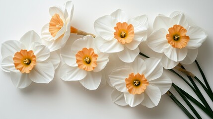 Obraz premium Delicate Narcissus Flowers on White Background