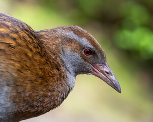 Tierportrait von einer Wekaralle auf der Insel Kapiti