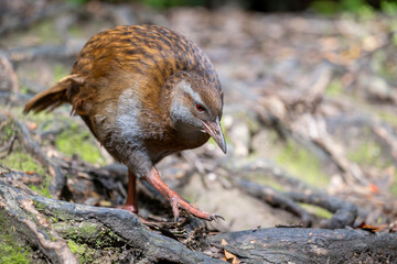 Weka stolziert durch den Wald von der Insel Kapiti