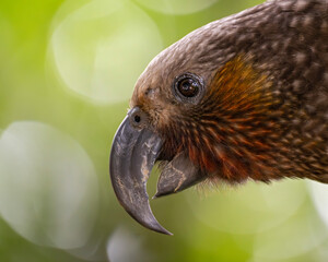 Tierportrait von einem Kaka-Papagei auf der Insel Kapiti