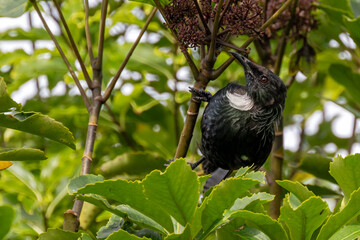 Tuihonigfresser hängt im Baum auf der Kapiti Insel