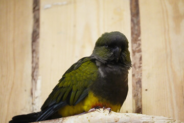 The Rock Parrot sitting on a wooden perch.