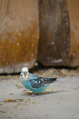 Turquoise white wavy parrot closeup.