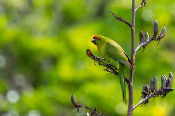 Ziegensittich läßt es sich auf der Insel Kapiti schmecken