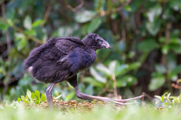 Pukeko-Jungtier stolziert mit seinen riesen Füßen über die Wiese