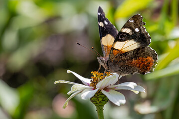 Gelber Admiral saugt an einer Blume