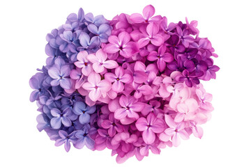 Obraz premium Colorful collection of lilac flowers on display, cut out