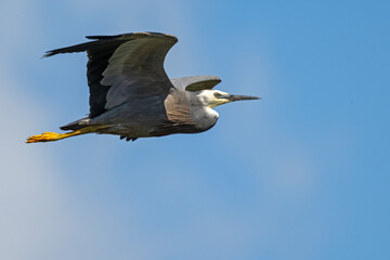Majestätischer Flug des Weißwangenreihers über die Okarito-Lagune